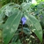 Large leathery leaves
