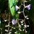 Pendulous inflorescence with sparse blue flowers.