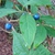 Blue fruits, B.C., Canada