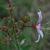 Dictamnus albus