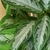 Variegated large white and green leaves