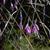 Dierama pulcherrimum
