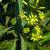 Diervilla sessilifolia
