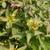 Diervilla sessilifolia