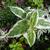 Diervilla sessilifolia