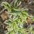 Diervilla sessilifolia