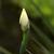 bud