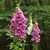 Spires of pink-purple tubular flowers