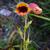 Flower and leaves