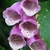 Close-up of raceme of pink, tubular flowers with spots inside.