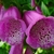 Close-up of the spotted, tubular flowers.