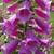 Close-up of raceme of pink, tubular flowers with spots inside.