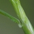 Stalk and leaf sheath