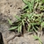 Growing among rocks