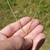 Seed heads