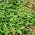 Leaves and growth habit