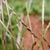 Closeup of spikelets