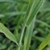 Hairs on the sheath