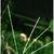Seedhead
