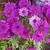 Dimorphotheca sinuata