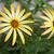 Dimorphotheca sinuata