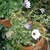 Growing in a pot