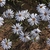 White flowers