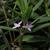 leaves and flowers