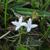 Flower and leaves