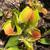Dionaea muscipula