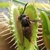 Close-up photo of a resetting trap with a dead wasp inside.
