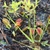 Rosettes of reddish trap leaves.