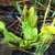 Rosette plant with green traps. A prey item is visible in one.