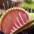 Close-up on a gaping red trap. 3 trigger hairs are visible.