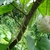Vine with tan fruits