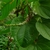 Female flowers