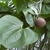 Leaf and fruit