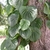 Form growing on a tree