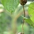 Vine with brown fruits