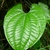 Leaf detail