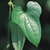 Leaf close-up