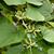 Dioscorea villosa
