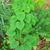 form with leaves and flowers, spring, Iredell County, NC