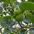Diospyros kaki 'fuyu'