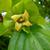 Diospyros kaki 'fuyu'