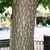 Gray bark