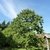 Tree with semi-open crown and green leaves.