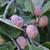 Diospyros virginiana 'Meader'