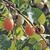 Diospyros virginiana 'Prok'