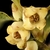 Bell-shaped white flowers with a cone of stamens within.
